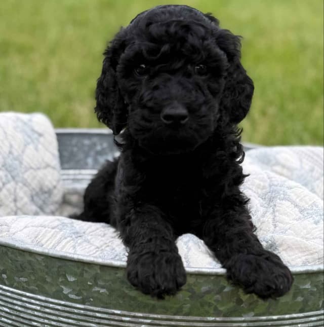 Poodle Puppies media 7