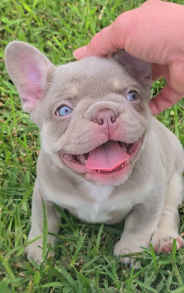Meet The Flight Crew ✈️ AKC French Bulldog Puppies media 2