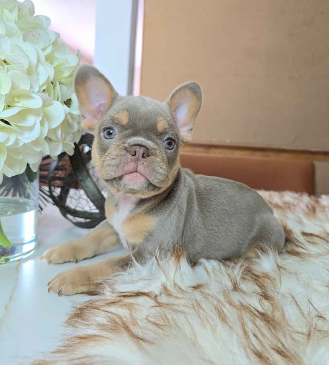 Meet The Flight Crew ✈️ AKC French Bulldog Puppies media 6
