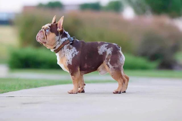 Meet The Flight Crew ✈️ AKC French Bulldog Puppies media 3