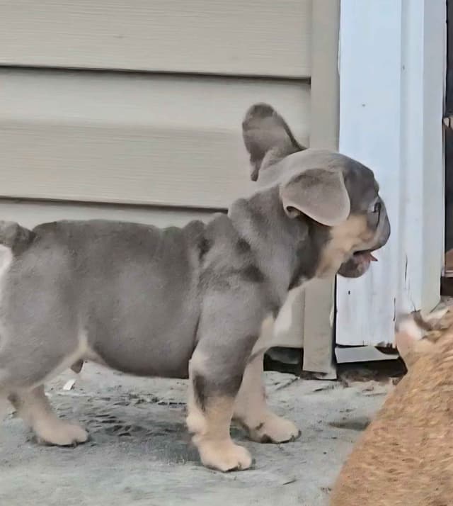 Meet The Flight Crew ✈️ AKC French Bulldog Puppies media 5