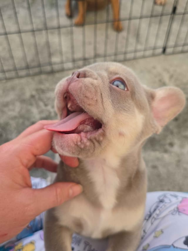 Meet The Flight Crew ✈️ AKC French Bulldog Puppies media 12
