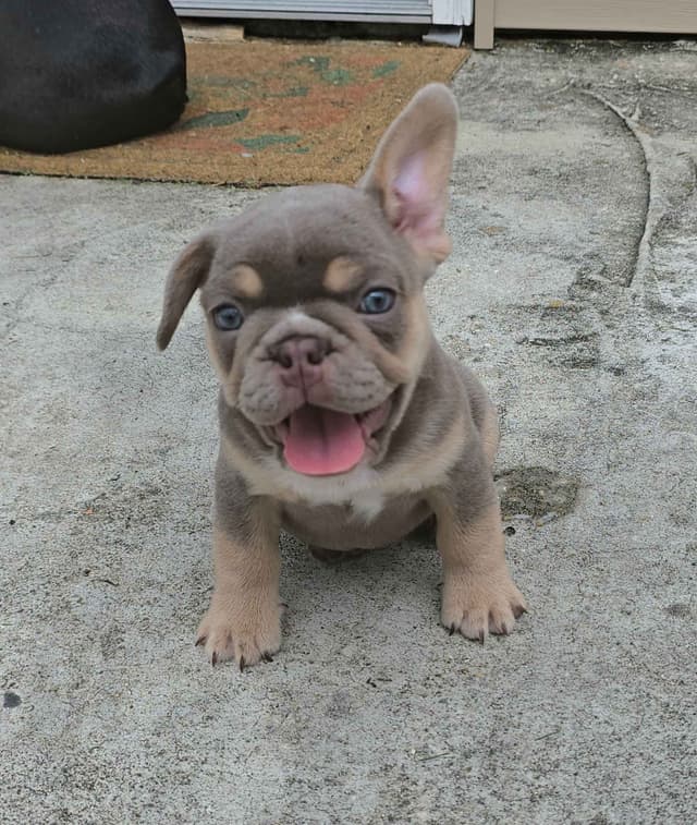 Meet The Flight Crew ✈️ AKC French Bulldog Puppies media 7