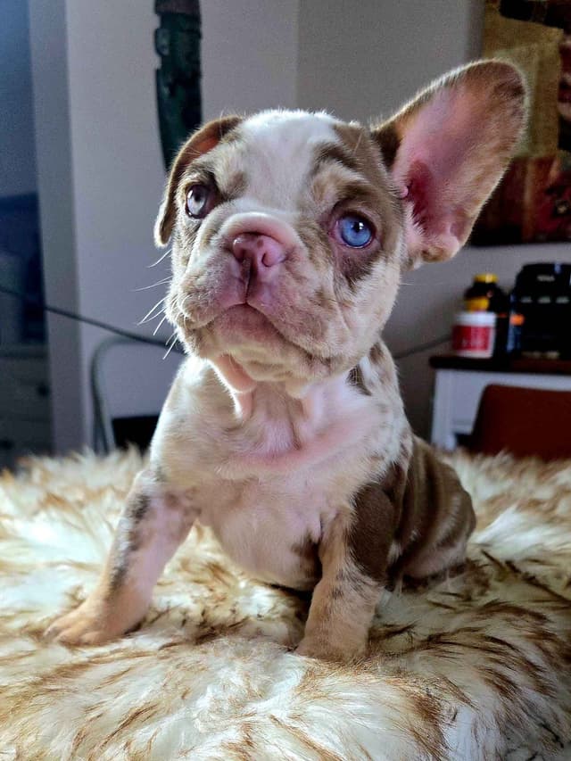 Meet The Flight Crew ✈️ AKC French Bulldog Puppies media 10