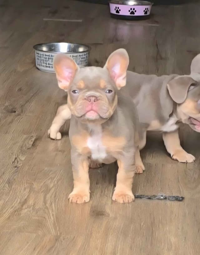 Meet The Flight Crew ✈️ AKC French Bulldog Puppies media 13