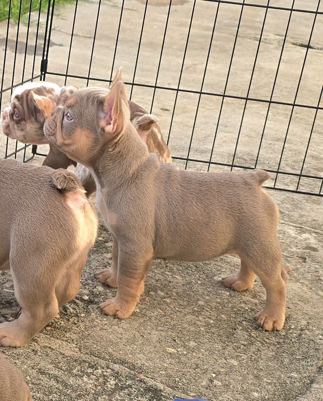 Meet The Flight Crew ✈️ AKC French Bulldog Puppies media 14
