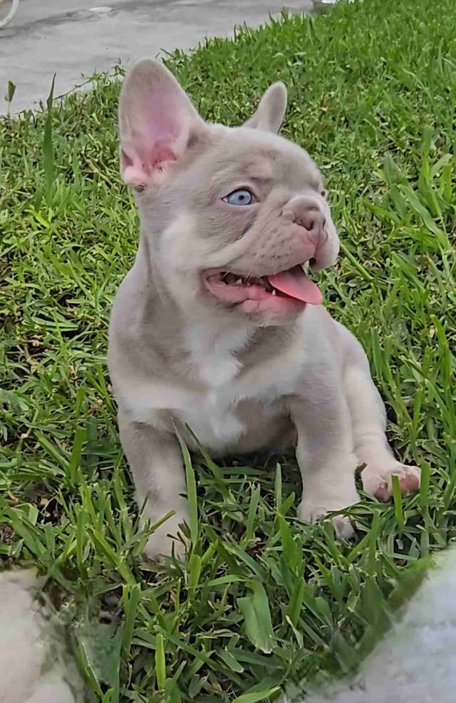 Meet The Flight Crew ✈️ AKC French Bulldog Puppies media 9