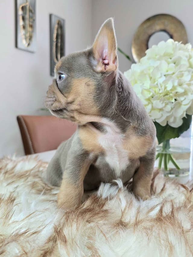 Meet The Flight Crew ✈️ AKC French Bulldog Puppies media 11