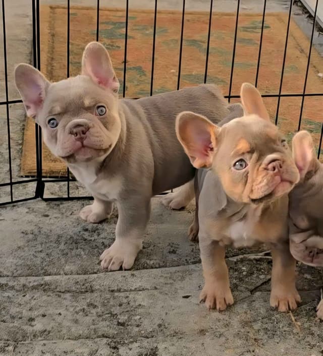 Meet The Flight Crew ✈️ AKC French Bulldog Puppies media 8