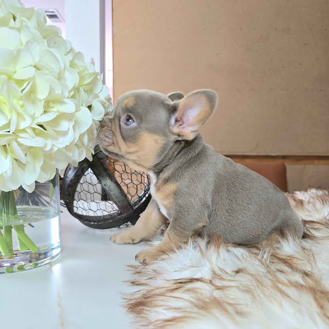 Meet The Flight Crew ✈️ AKC French Bulldog Puppies media 18