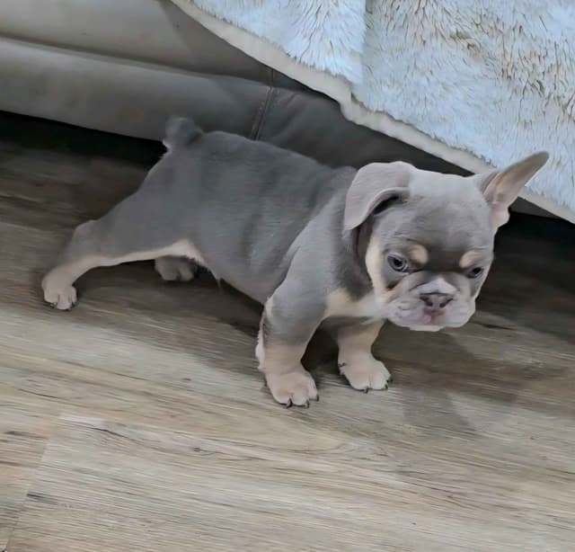 Meet The Flight Crew ✈️ AKC French Bulldog Puppies media 17