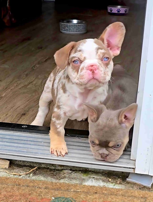 Meet The Flight Crew ✈️ AKC French Bulldog Puppies media 19