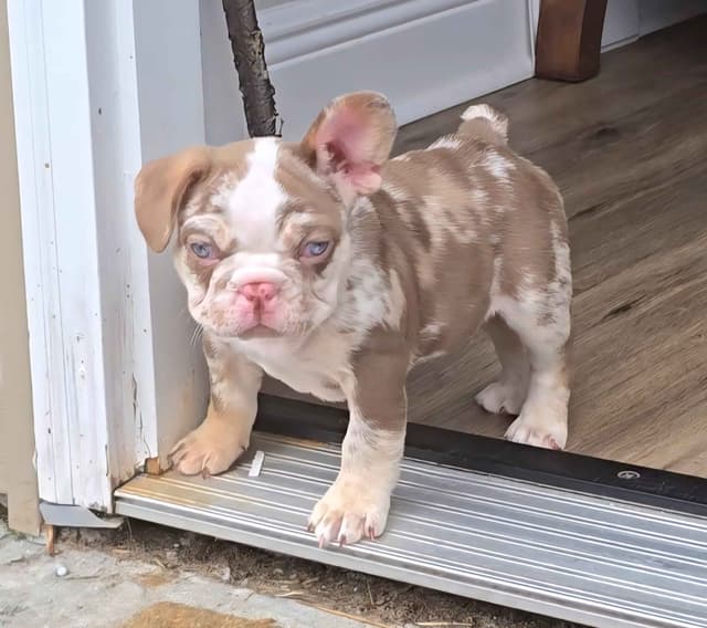 Meet The Flight Crew ✈️ AKC French Bulldog Puppies media 16