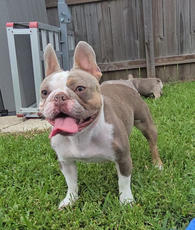Meet The Flight Crew ✈️ AKC French Bulldog Puppies media 15