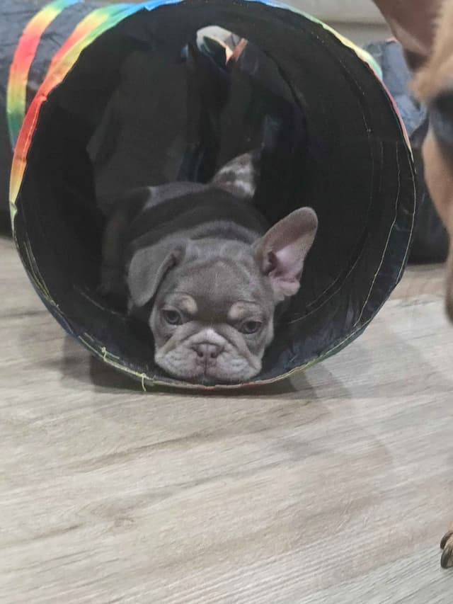 Meet The Flight Crew ✈️ AKC French Bulldog Puppies media 21