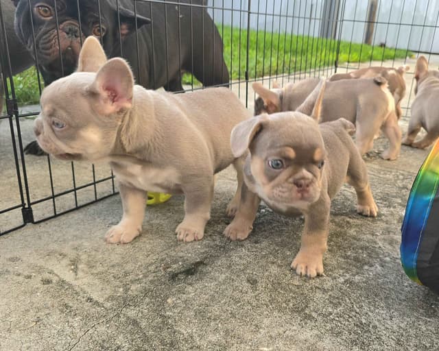Meet The Flight Crew ✈️ AKC French Bulldog Puppies media 20