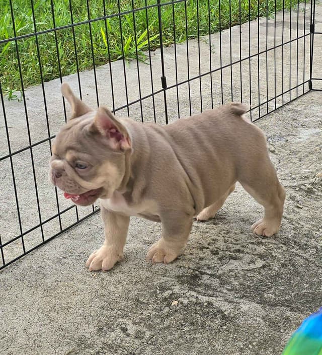 Meet The Flight Crew ✈️ AKC French Bulldog Puppies media 22