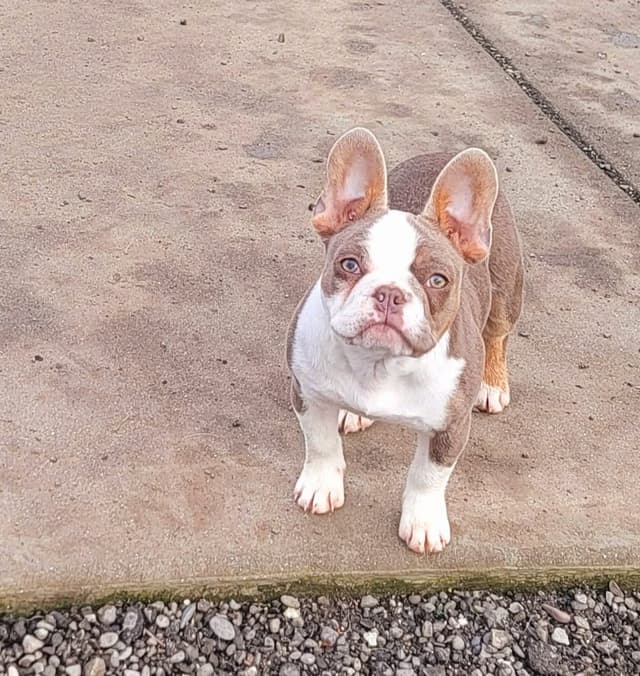 Meet The Flight Crew ✈️ AKC French Bulldog Puppies media 23