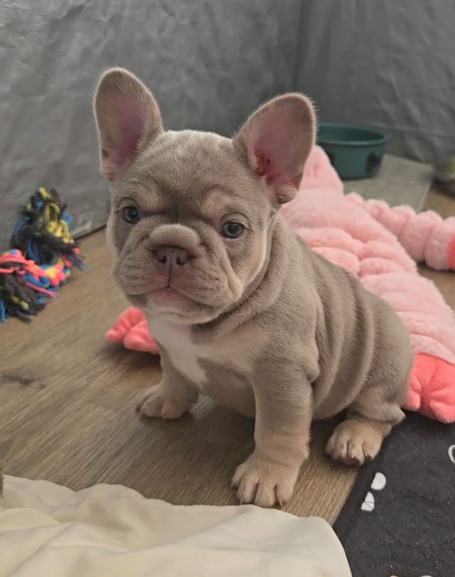 Meet The Flight Crew ✈️ AKC French Bulldog Puppies media 25