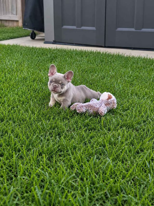 Meet The Flight Crew ✈️ AKC French Bulldog Puppies media 26