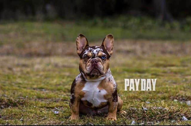 Meet The Flight Crew ✈️ AKC French Bulldog Puppies media 24