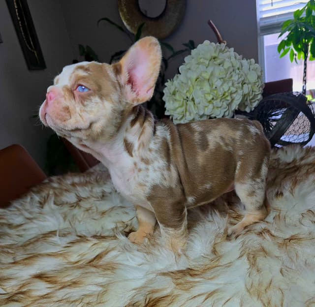 Meet The Flight Crew ✈️ AKC French Bulldog Puppies media 27