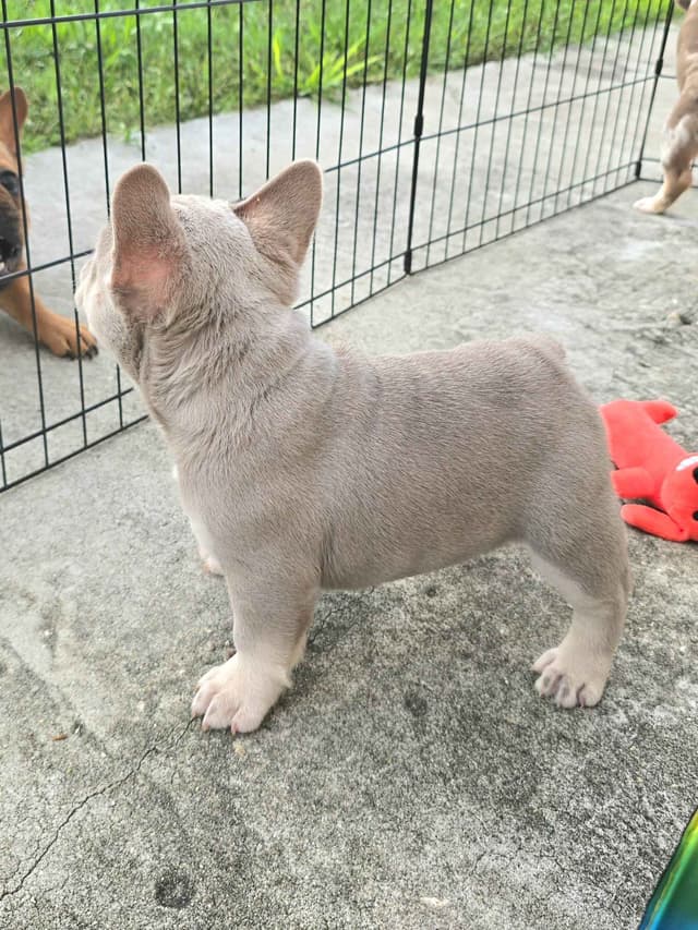 Meet The Flight Crew ✈️ AKC French Bulldog Puppies media 28