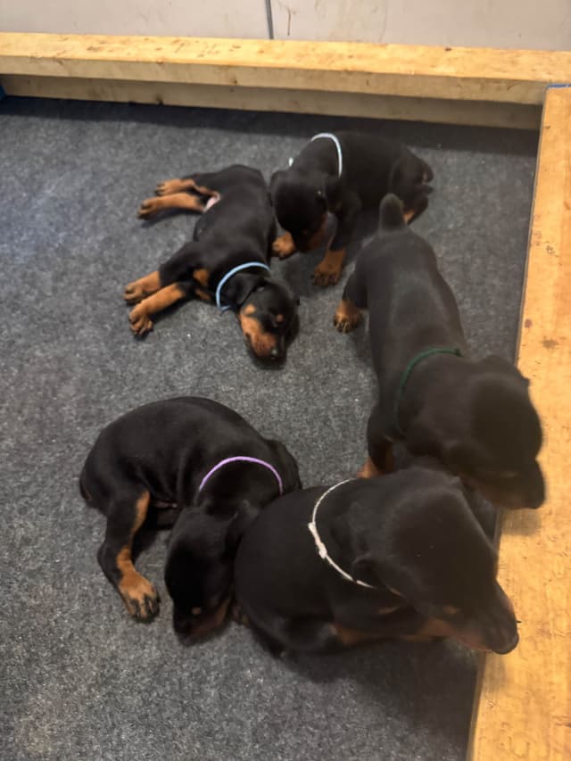 Doberman Pinscher Puppies media 2
