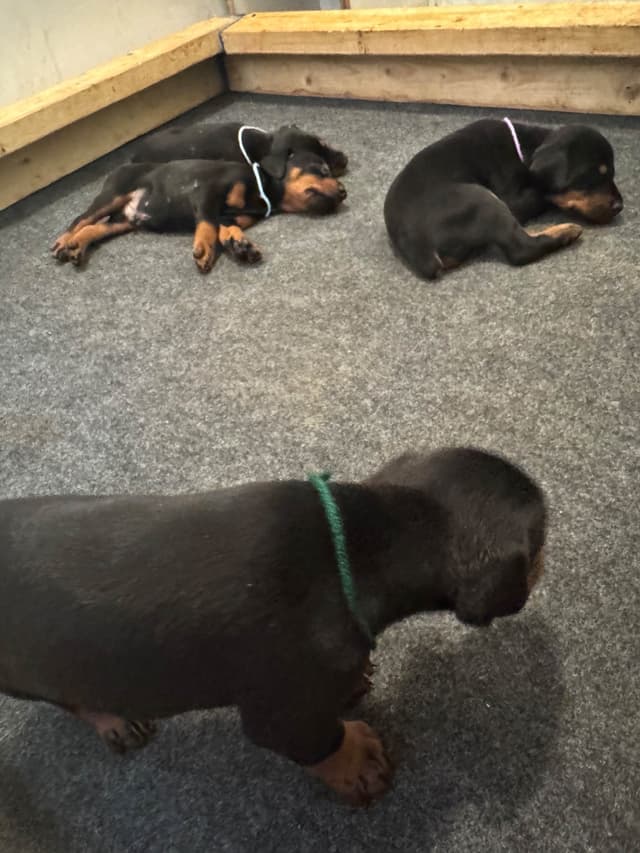 Doberman Pinscher Puppies media 4