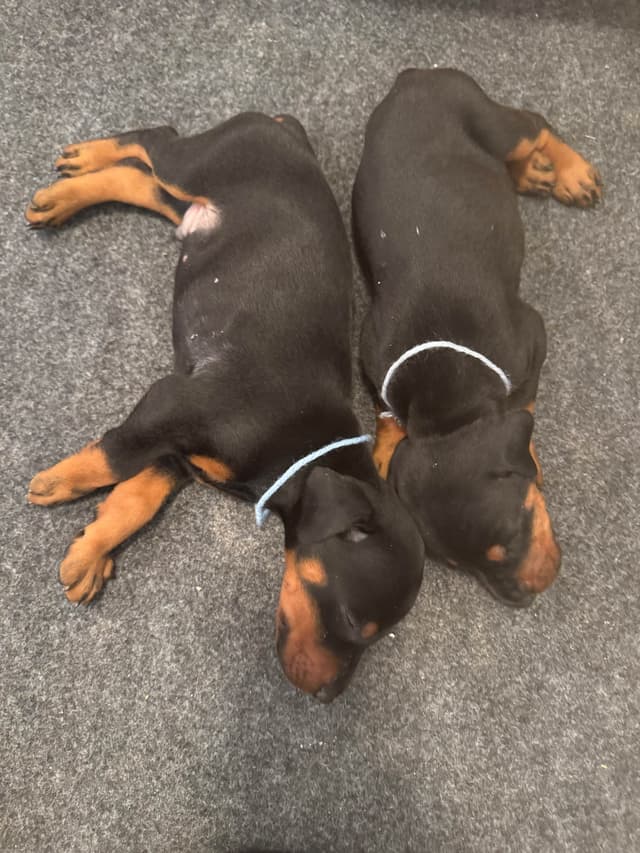 Doberman Pinscher Puppies media 5