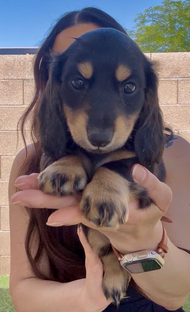 Dachshund Puppies media 2