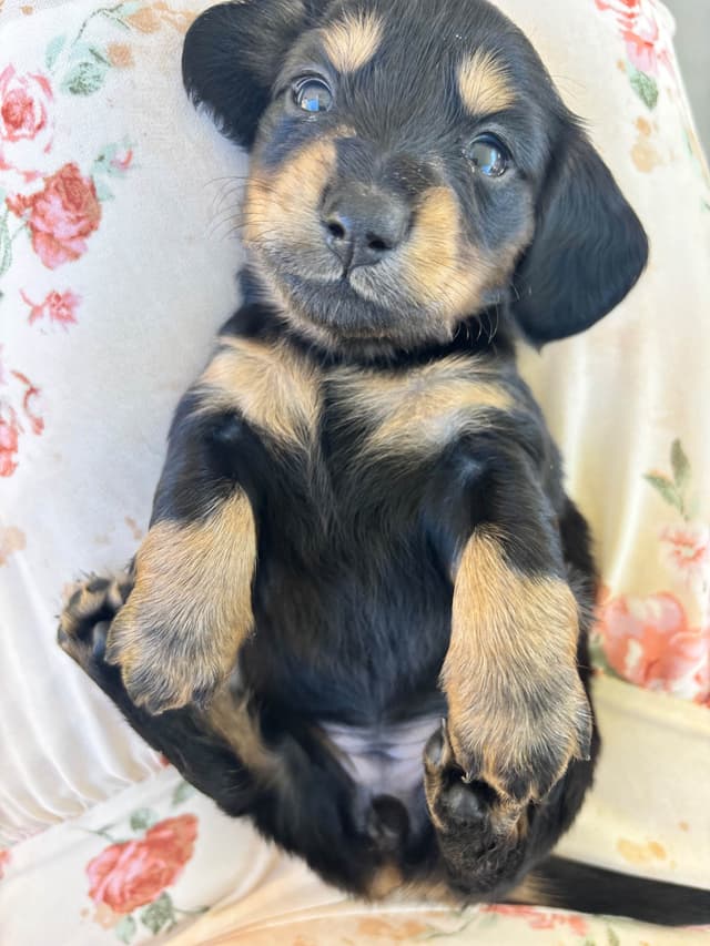 Dachshund Puppies media 3