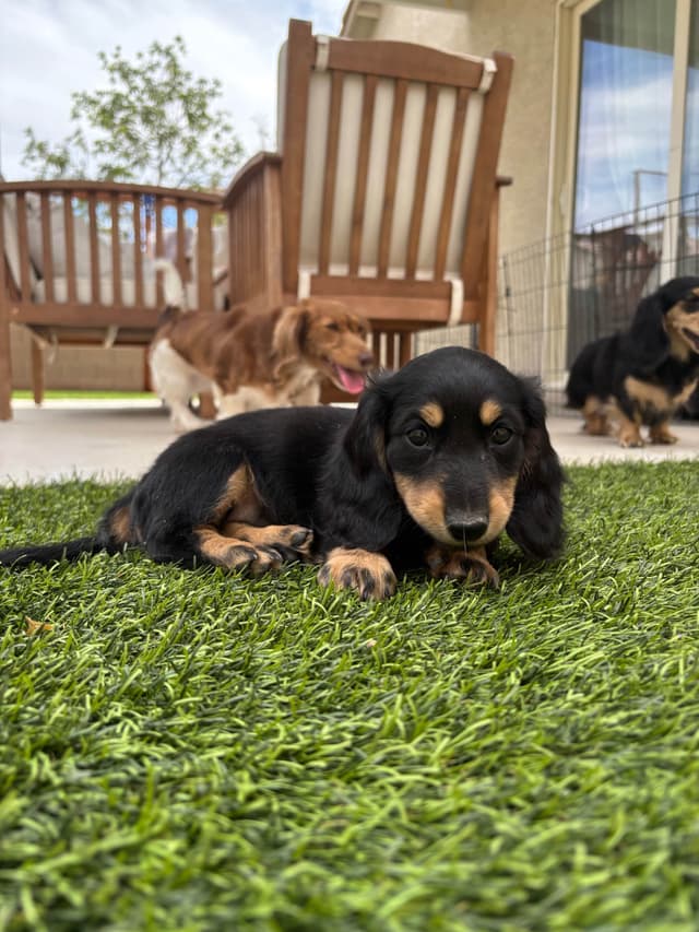 Dachshund Puppies media 4