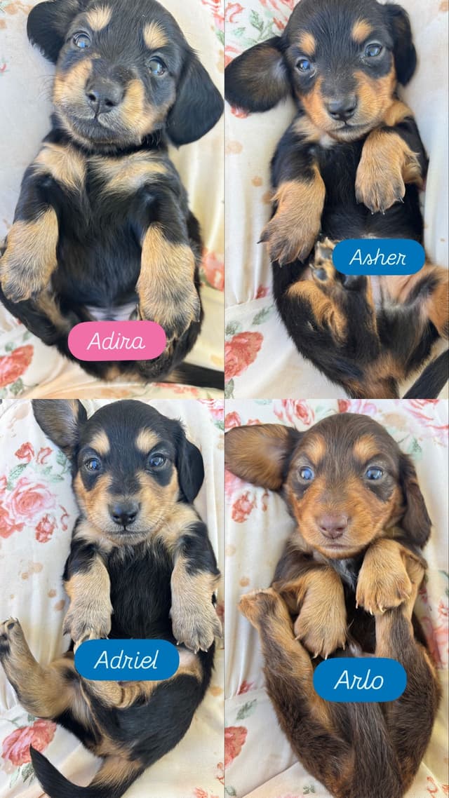 Dachshund Puppies media 5