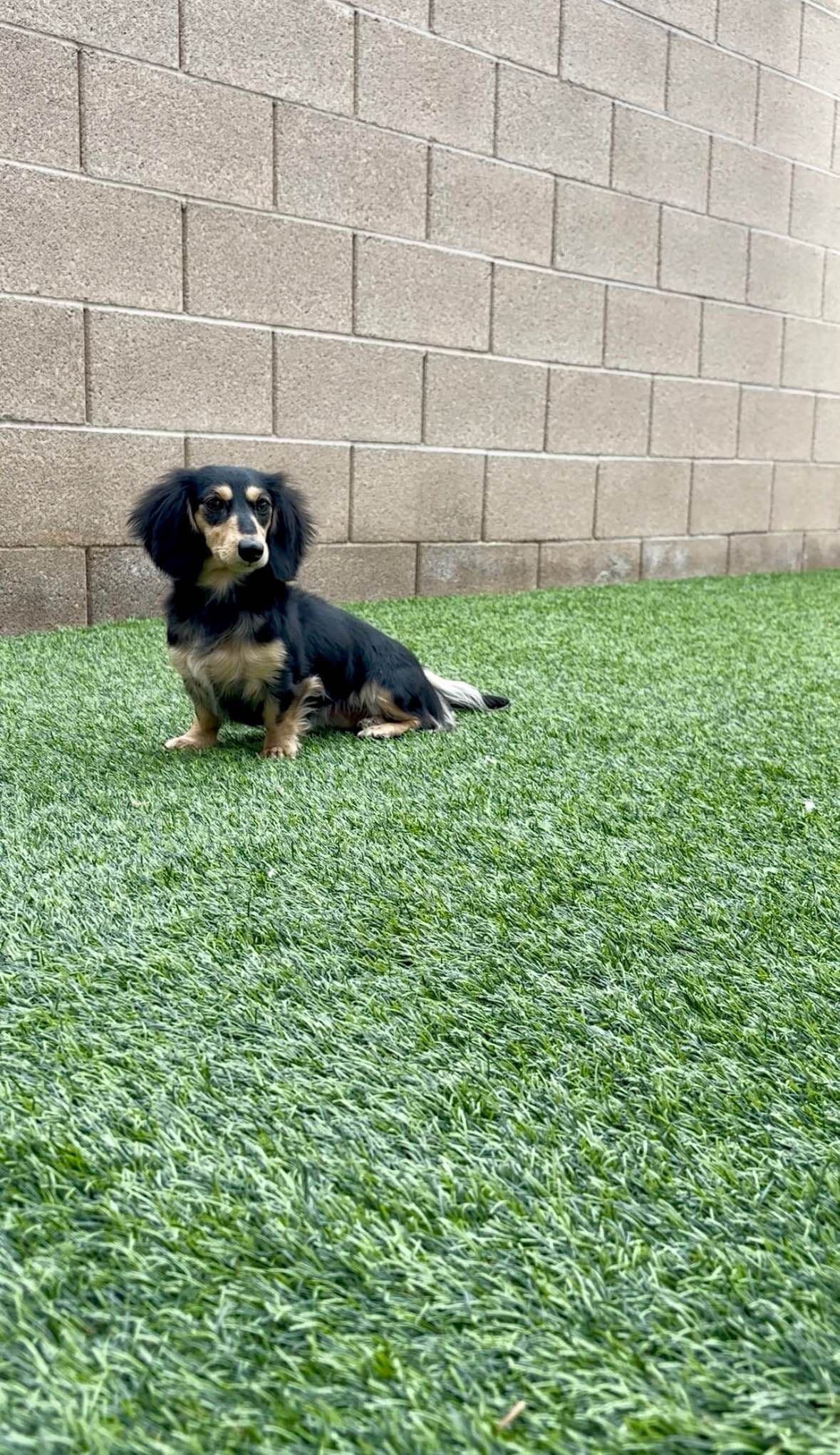 Dachshund Puppies breeder image 1