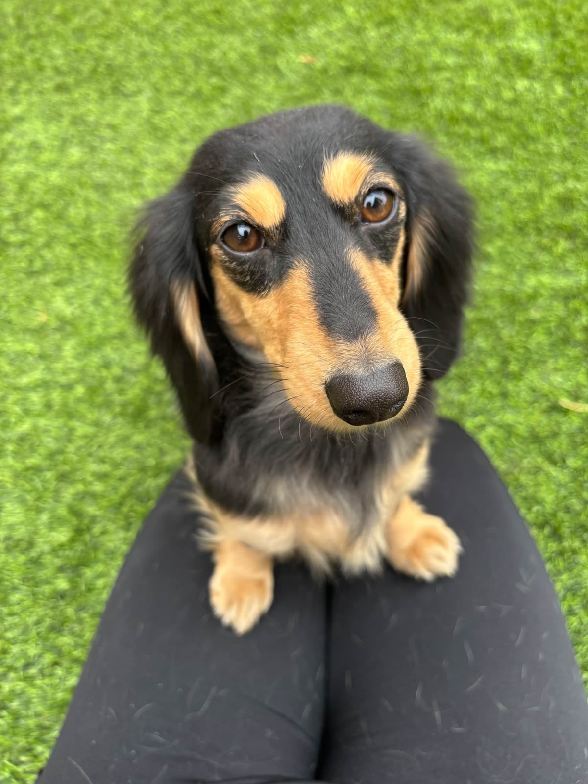 Dachshund Puppies breeder image 2