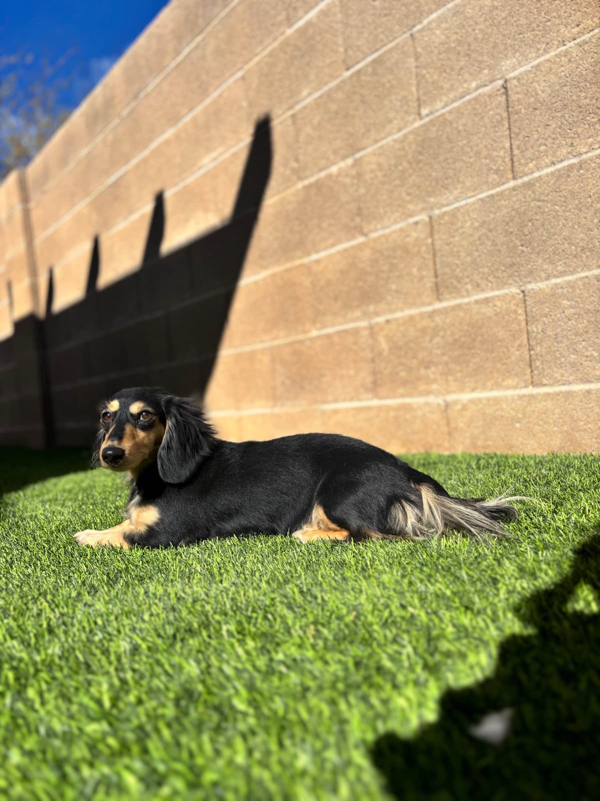 Dachshund Puppies breeder image 3