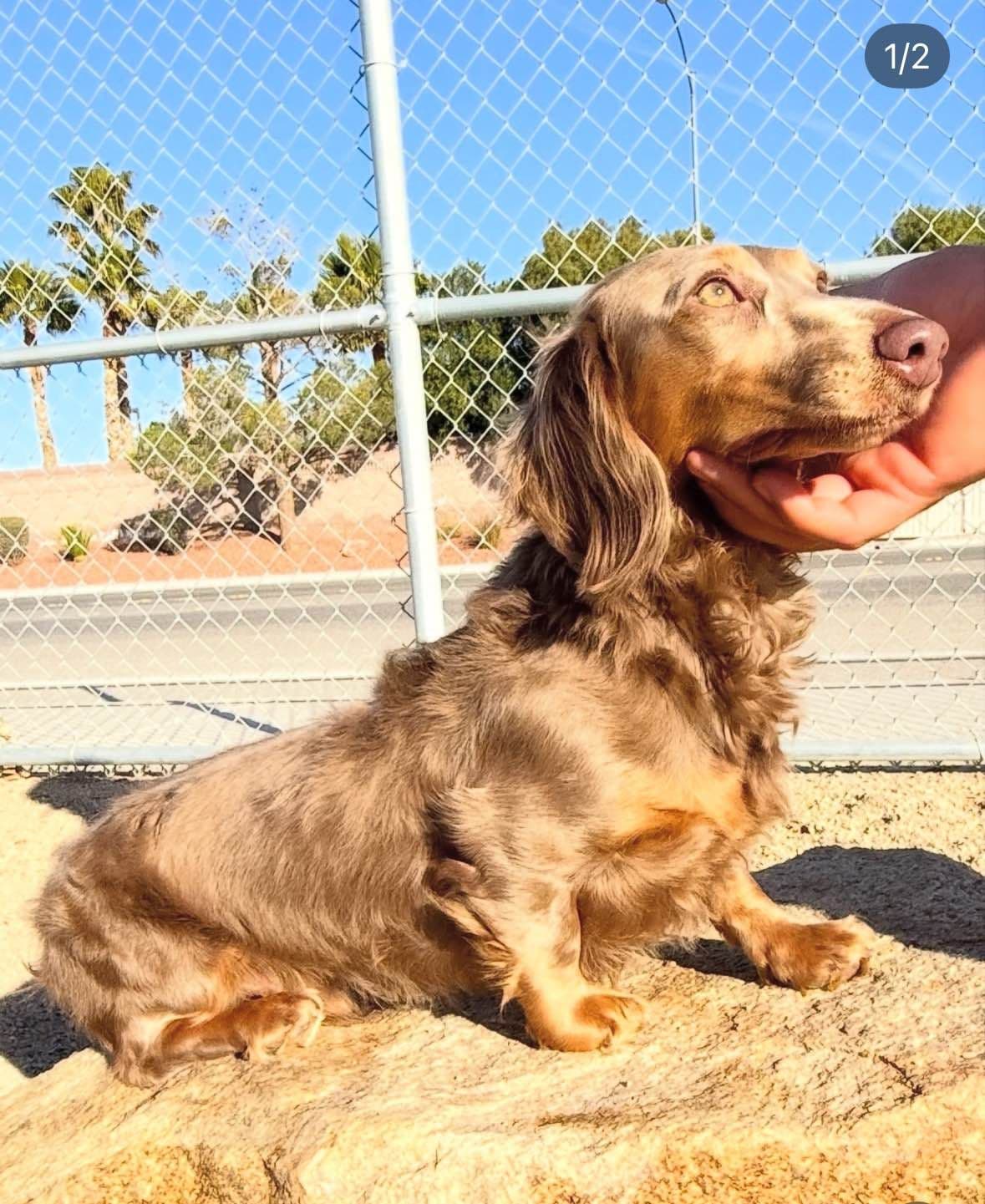 Dachshund Puppies breeder image 5