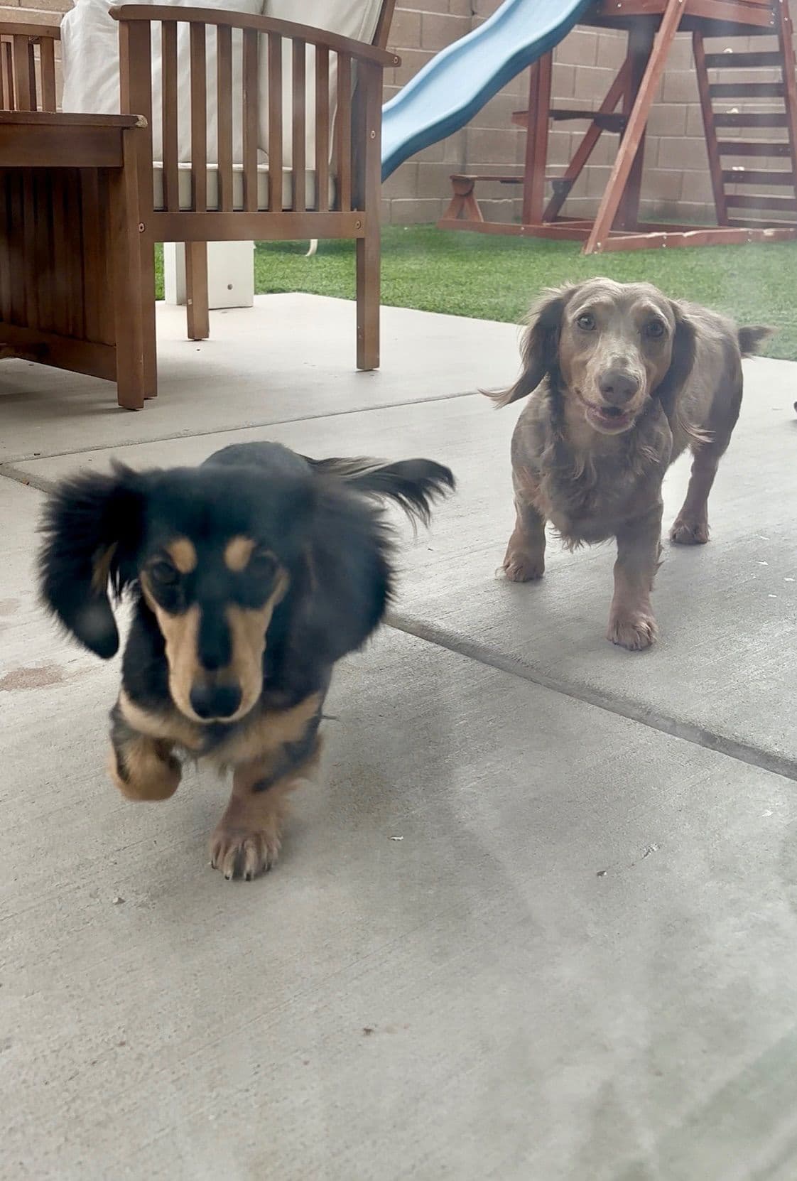 Dachshund Puppies breeder image 6