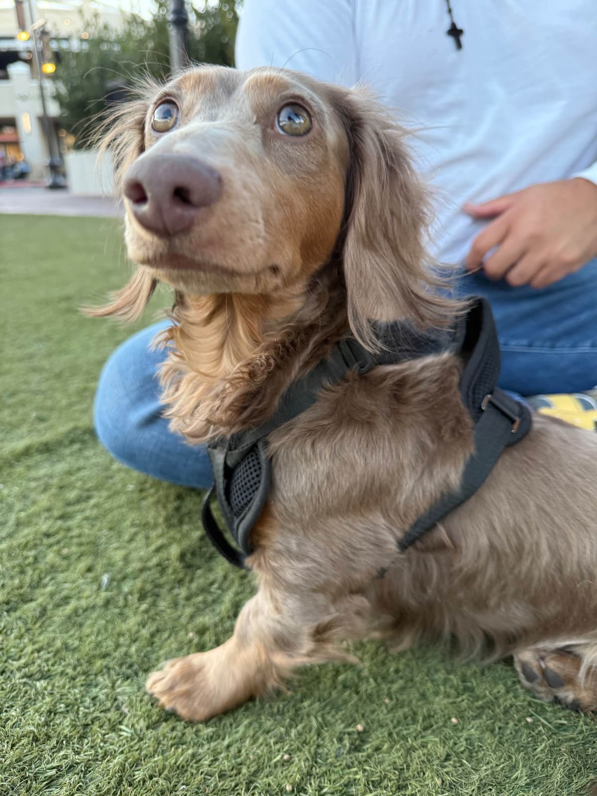 Dachshund Puppies breeder image 7