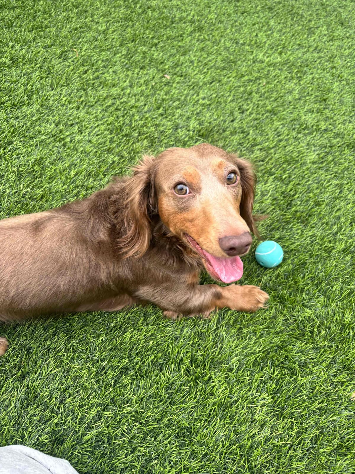 Dachshund Puppies breeder image 8
