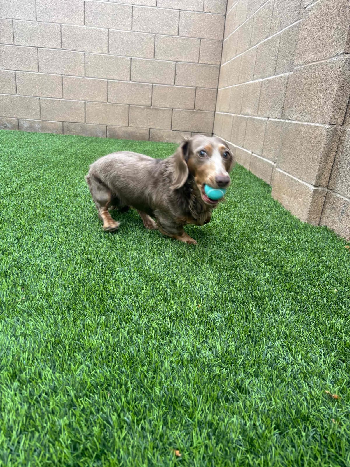 Dachshund Puppies breeder image 9