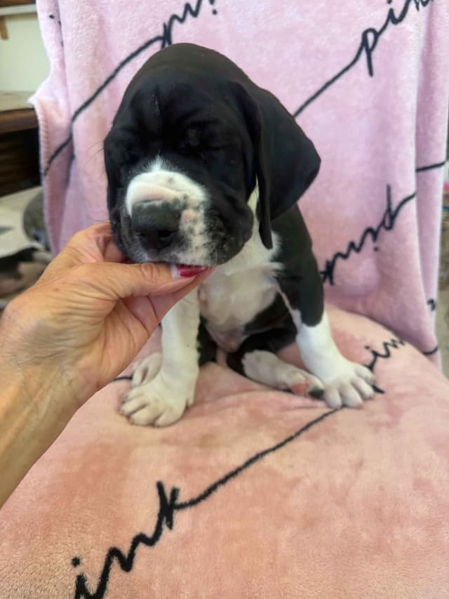 Great Dane Puppies media 2