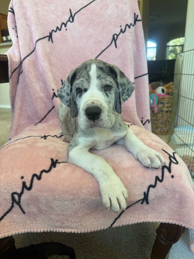 Great Dane Puppies media 4