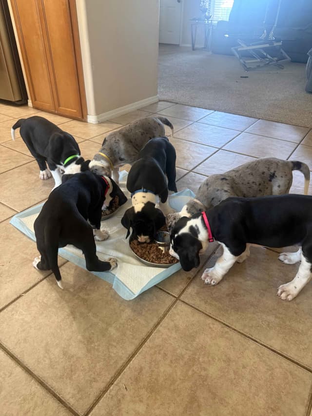 Great Dane Puppies media 3
