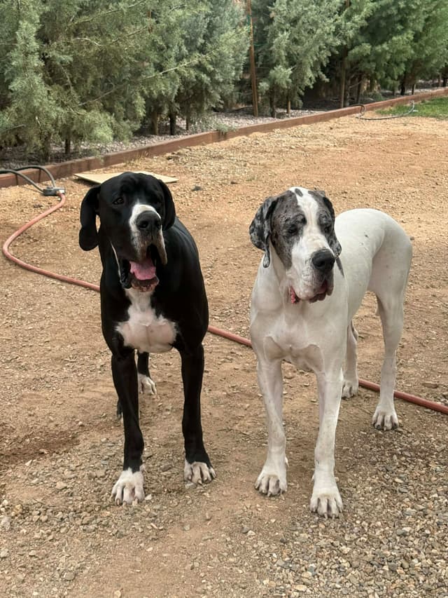 Great Dane Puppies media 5