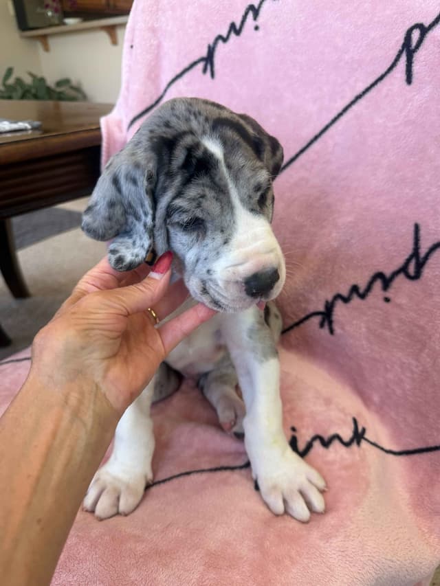 Great Dane Puppies media 6