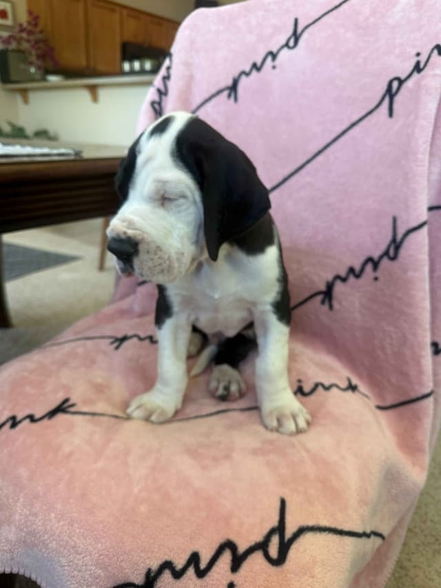 Great Dane Puppies media 7