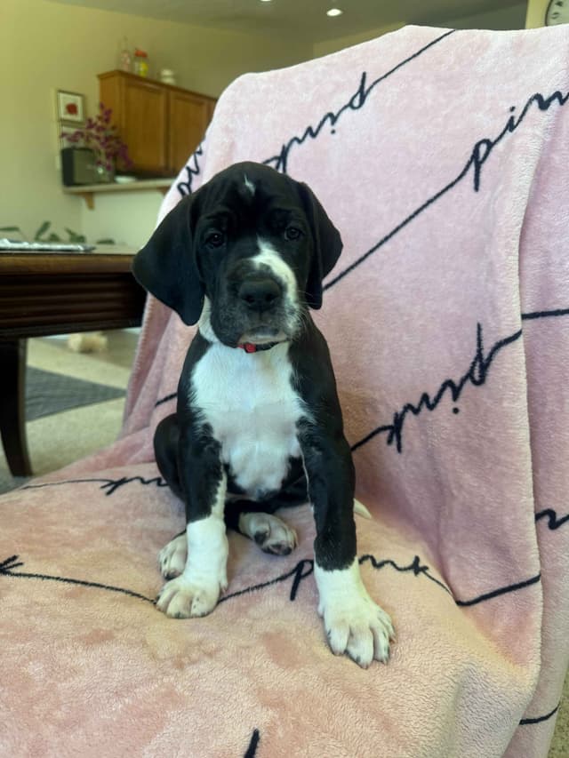 Great Dane Puppies media 8