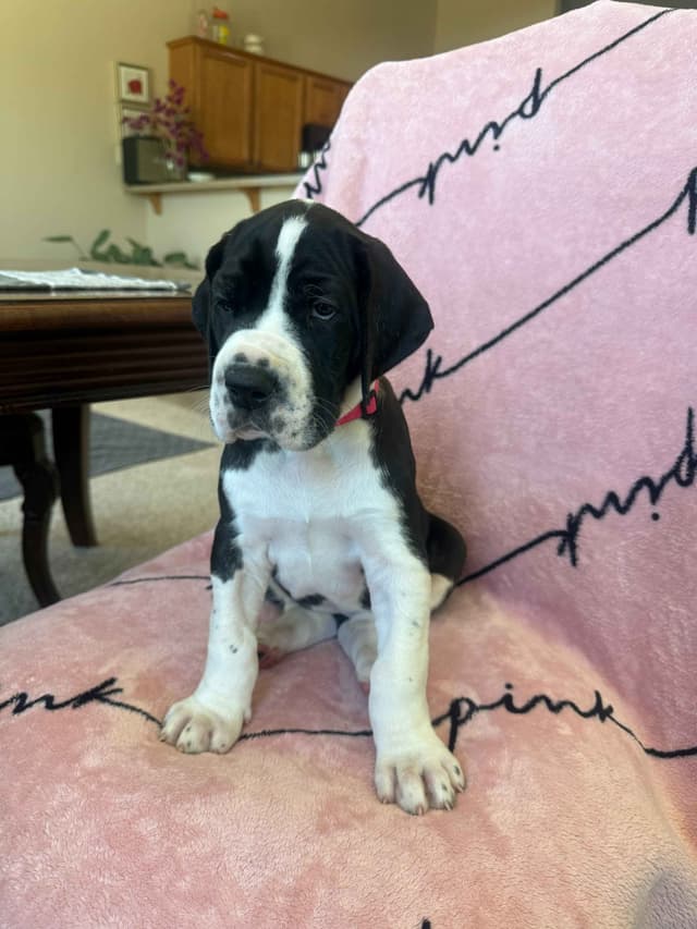 Great Dane Puppies media 9